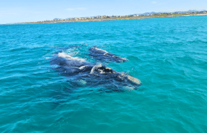 marine-big-5-conservation-upd-16
