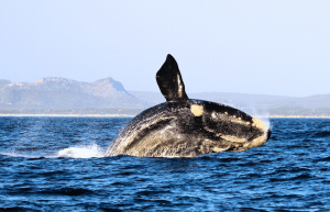 marine-big-5-conservation-upd-22
