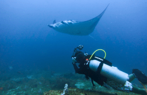 mozambique-whale-shark-and-marine-conservation-add-1
