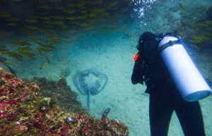 mozambique-whale-shark-and-marine-conservation-add-2