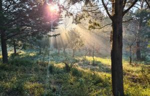 portugal-wolf-conservation-lisbon-experience-acc-1