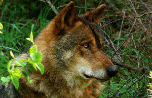 portugal- wolf-conservation-lisbon-experience-upd-1