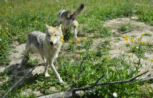 portugal- wolf-conservation-lisbon-experience-upd-2