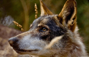 portugal- wolf-conservation-lisbon-experience-upd-3