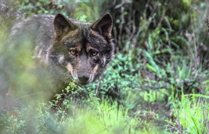 portugal- wolf-conservation-lisbon-experience-upd-5