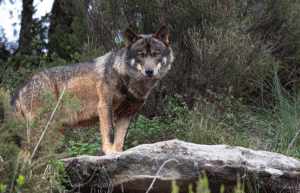 portugal- wolf-conservation-lisbon-experience-upd-6