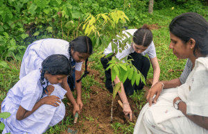 sri-lanka-sea-turtle-rescue-and-rehabilitation-eco-13