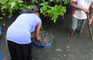 sri-lanka-sea-turtle-rescue-and-rehabilitation-eco-2