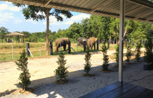 thailand-elephant-forest-refuge-acc-1