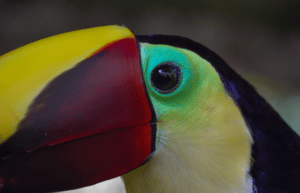 costa-rica-macaw-and-wildlife-sanctuary3