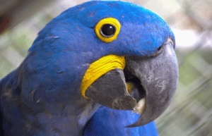 costa-rica-macaw-and-wildlife-sanctuary5