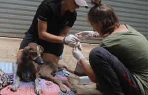 sri-lanka-dog-care-and-veterinary-assistance-new10