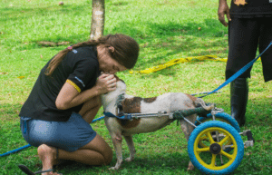 sri-lanka-dog-care-and-veterinary-assistance-new3