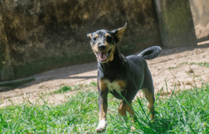 sri-lanka-dog-care-and-veterinary-assistance-new5