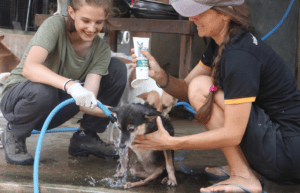 sri-lanka-dog-care-and-veterinary-assistance-new7