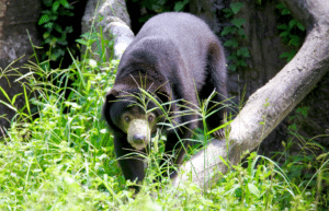 thailand-asian-wildlife-rescue-center14