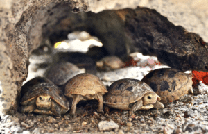 thailand-asian-wildlife-rescue-center9