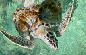 maldives-family-friendly-sea-turtle-conservation-eco-tour-20