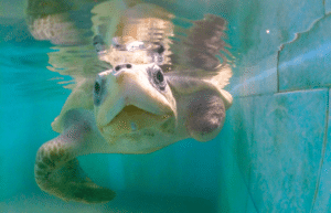 maldives-family-friendly-sea-turtle-conservation-eco-tour-7