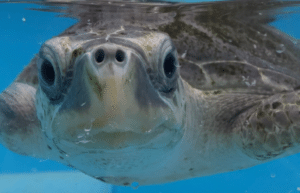 maldives-family-friendly-sea-turtle-conservation-eco-tour-new-13