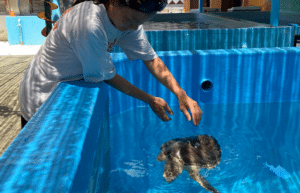 maldives-family-friendly-sea-turtle-conservation-eco-tour-new-6