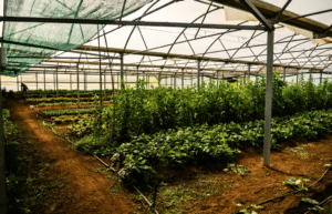 portugal-azores-social-impact-&-eco-adventure-for-teenagers-13