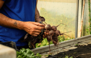 portugal-azores-social-impact-&-eco-adventure-for-teenagers-16