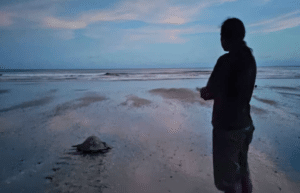 costa-rica-pacific-sea-turtle-volunteer-program22