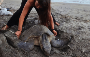 costa-rica-pacific-sea-turtle-volunteer-program24