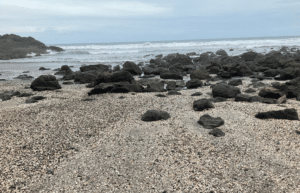 costa-rica-pacific-sea-turtle-volunteer-program7