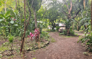 costa-rica-pacific-sea-turtle-volunteer-program9