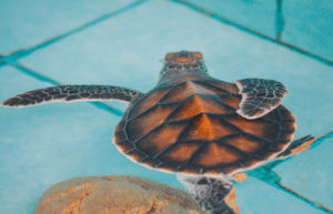 bali-sea-turtle-community-for-teenagers11