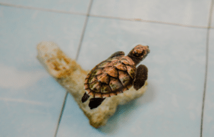 bali-sea-turtle-community-for-teenagers7