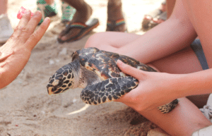 bali-sea-turtle-community-for-teenagers8