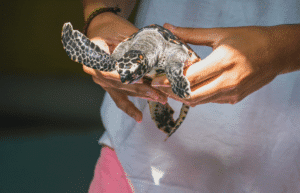 bali-sea-turtle-conservation-program-for-teenagers1