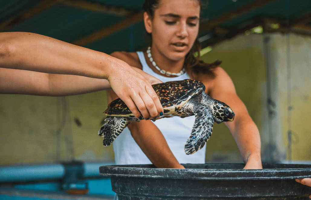 bali-sea-turtle-conservation-program-for-teenagers3