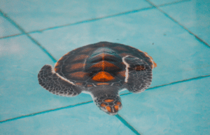 bali-sea-turtle-conservation-program-for-teenagers4