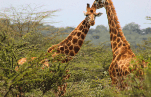 kenya-climate-change-and-wildlife-program-for-teenagers2