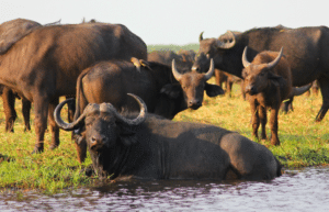 kenya-climate-change-and-wildlife-program-for-teenagers6