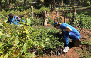 kenya-climate-change-and-wildlife-program-for-teenagers7