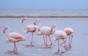 kenya–climate-change-&-wildlife-for-teenagers-11