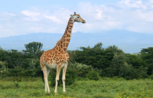 kenya–climate-change-&-wildlife-for-teenagers-30