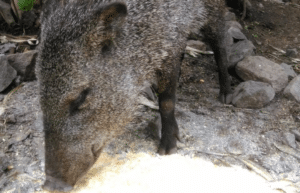 argentina-puma-sanctuary-wildlife-reserve22