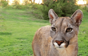 argentina-puma-sanctuary-wildlife-reserve23