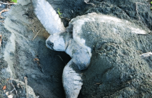 costa-rica-sea-turtle-protection-eco-oasis28