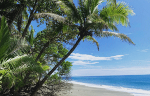 costa-rica-sea-turtle-protection-eco-oasis29