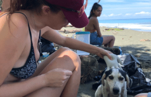 costa-rica-sea-turtle-protection-eco-oasis41