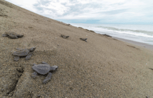 costa-rica-sea-turtle-protection-eco-oasis6