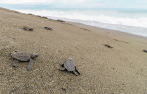 costa-rica-sea-turtle-protection-eco-oasis8