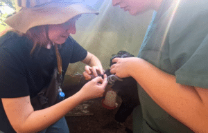 zimbabwe-pre-vet-african-wildlife-orphanage16